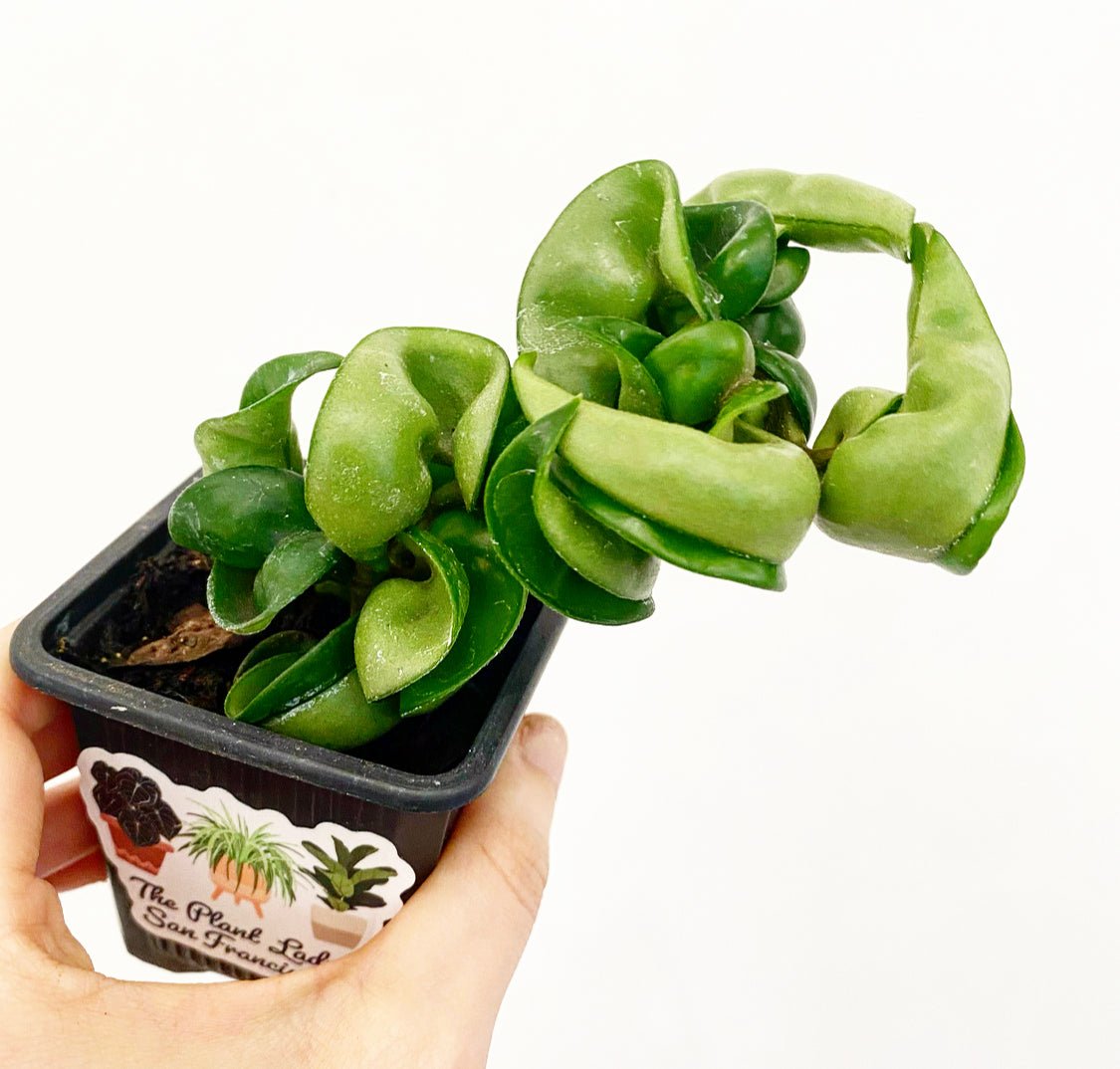Hoya compacta - The Plant Lady SF