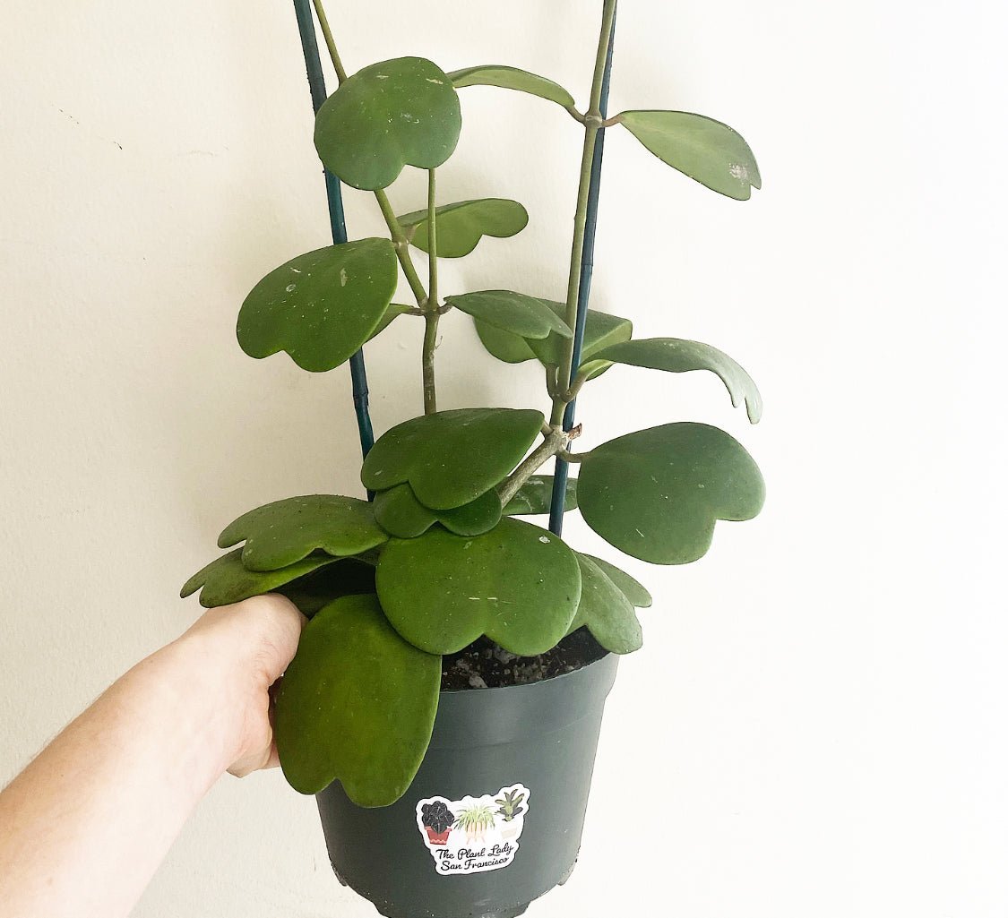 Hoya kerrii - The Plant Lady SF