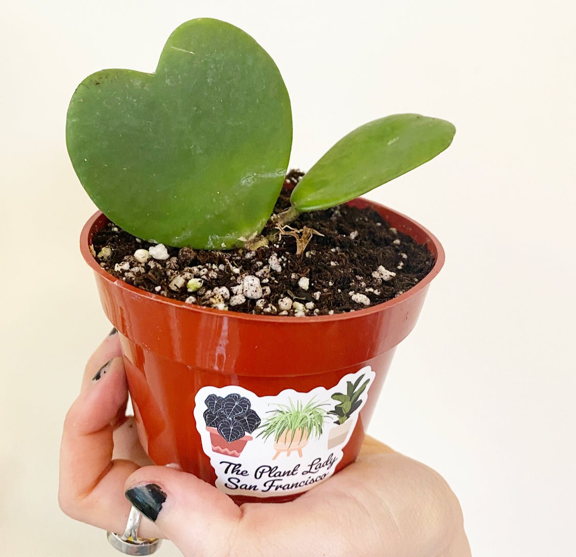 Hoya kerrii - The Plant Lady SF