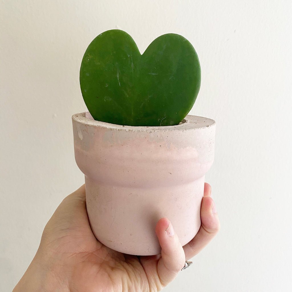 Hoya kerrii 'Sweetheart' - The Plant Lady SF