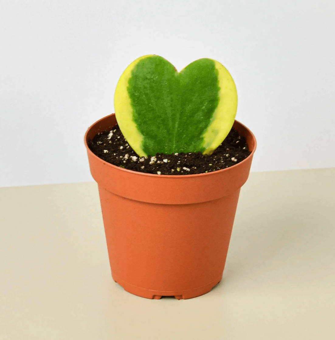 Hoya kerrii variegata - The Plant Lady SF