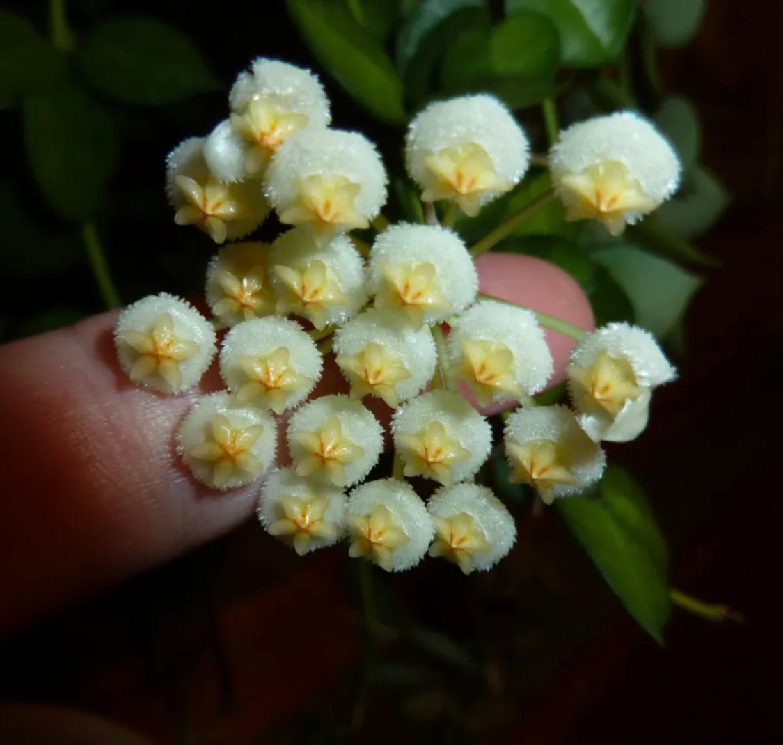 Hoya krohniana ‘Silver’ - The Plant Lady SF