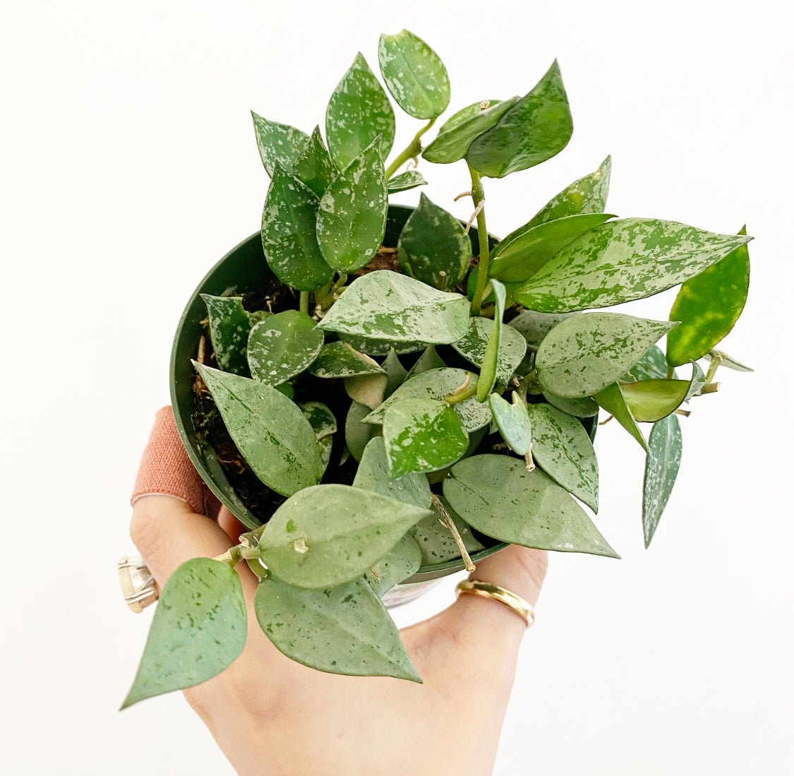 Hoya krohniana ‘Silver’ - The Plant Lady SF