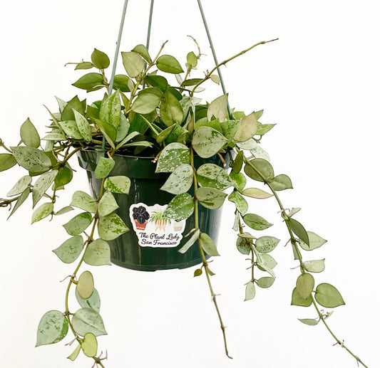 Hoya krohniana ‘Silver’ - The Plant Lady SF