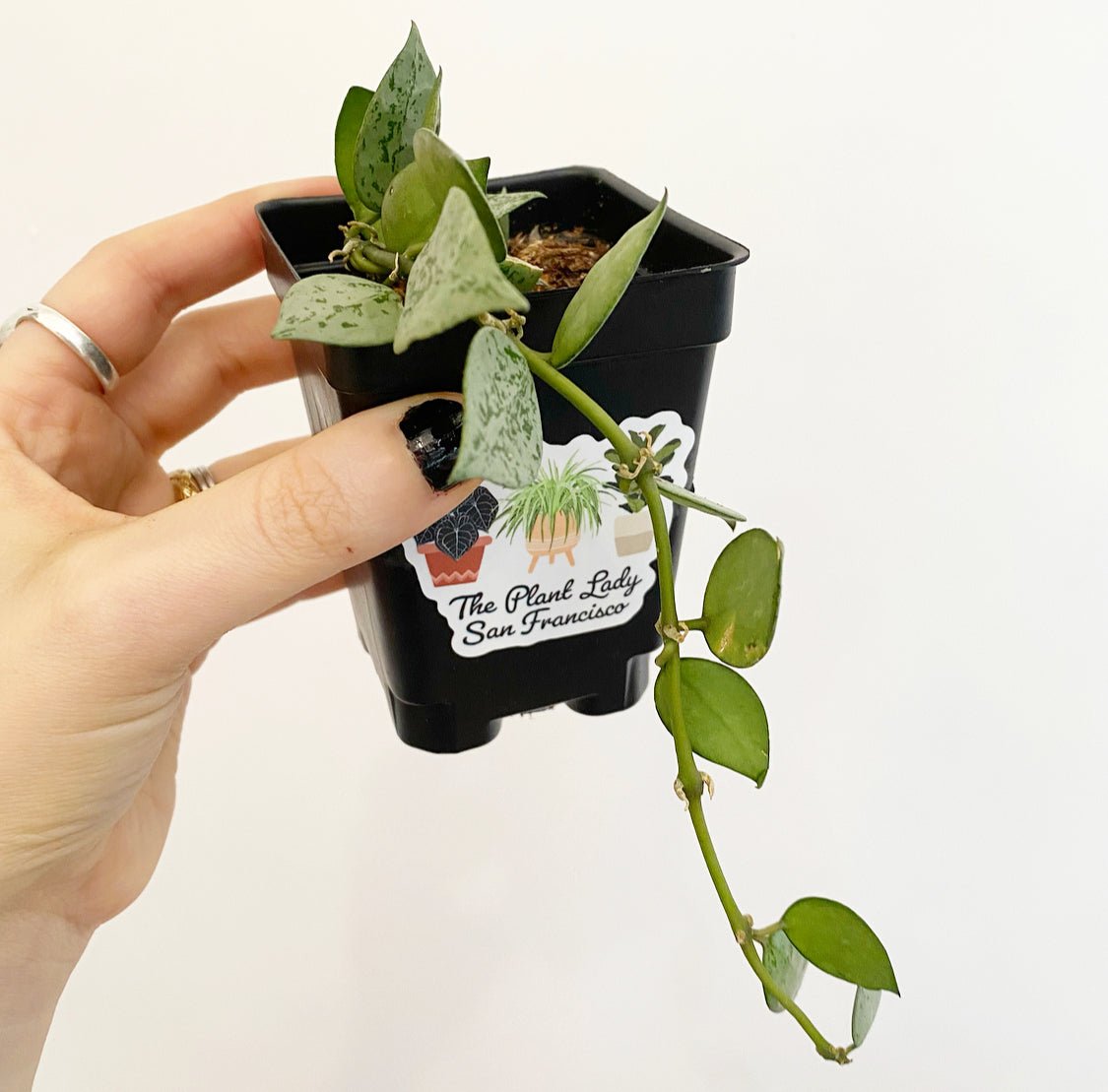 Hoya krohniana ‘Silver’ - The Plant Lady SF