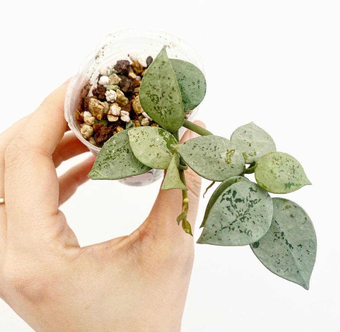 Hoya krohniana 'Super Silver' - The Plant Lady SF