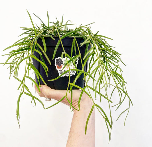 Hoya linearis - The Plant Lady SF