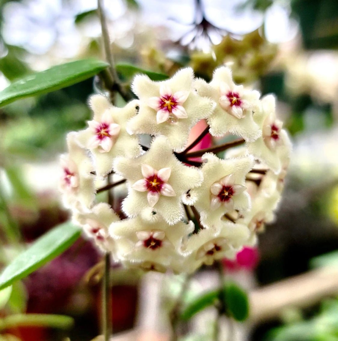 Hoya ‘Mathilde’ - The Plant Lady SF
