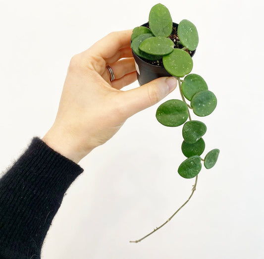 Hoya ‘Mathilde’ - The Plant Lady SF