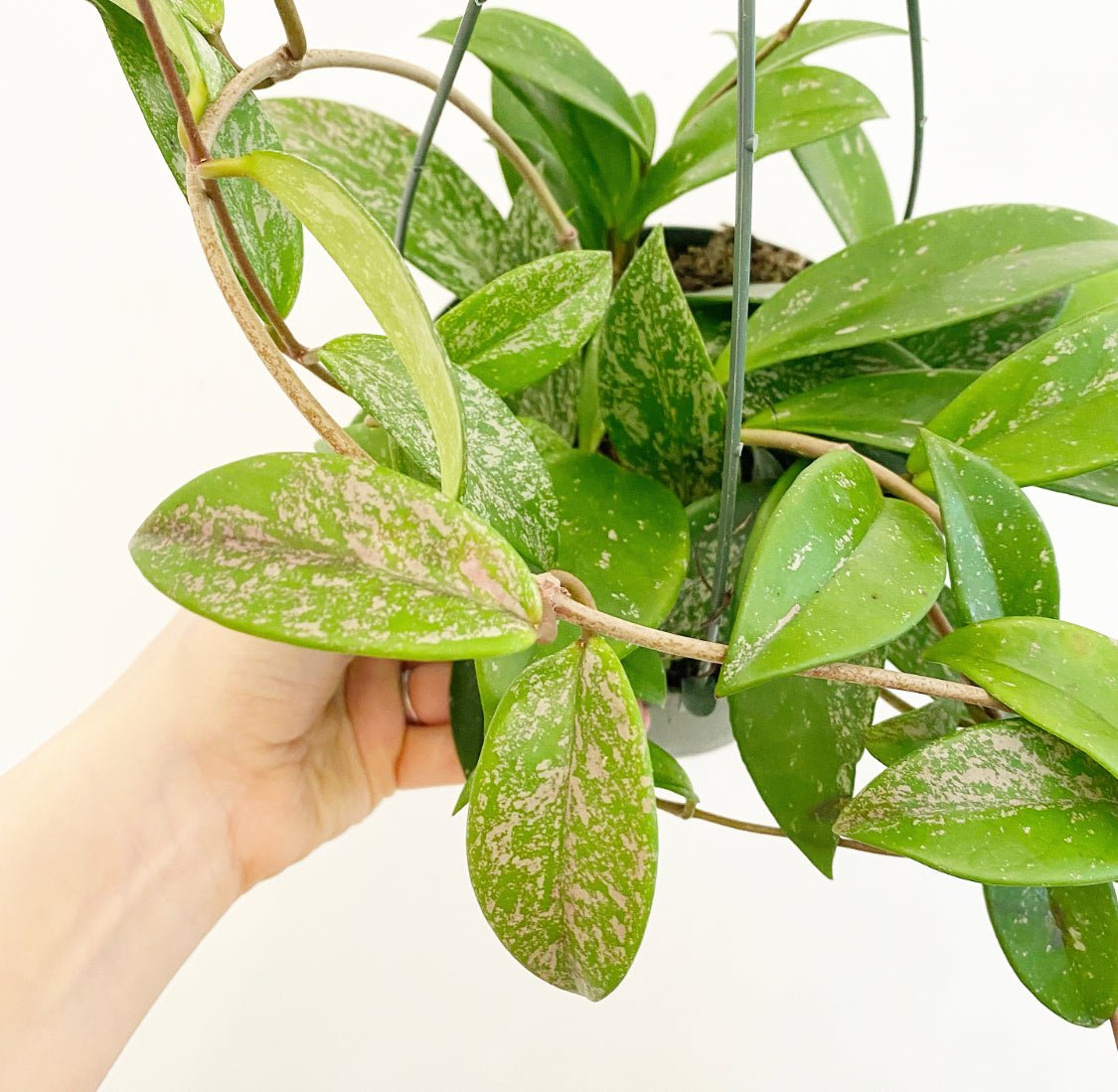 The Plant Lady SF Hoya pubicalyx