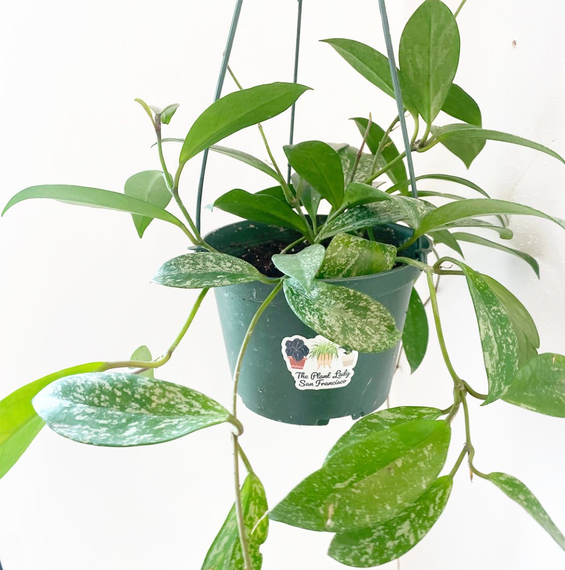 The Plant Lady SF Hoya pubicalyx - Thumbnail 2