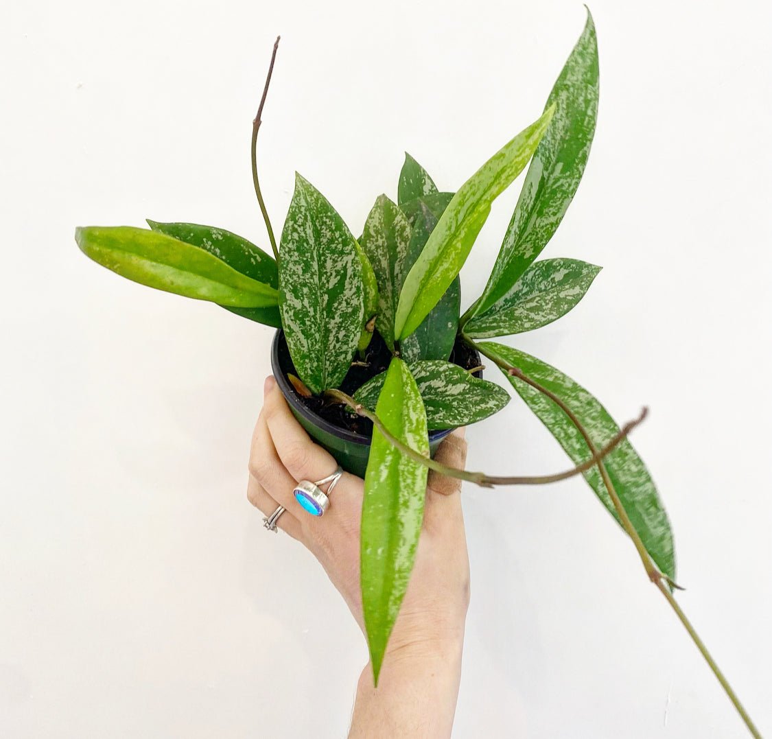 Hoya pubicalyx - The Plant Lady SF