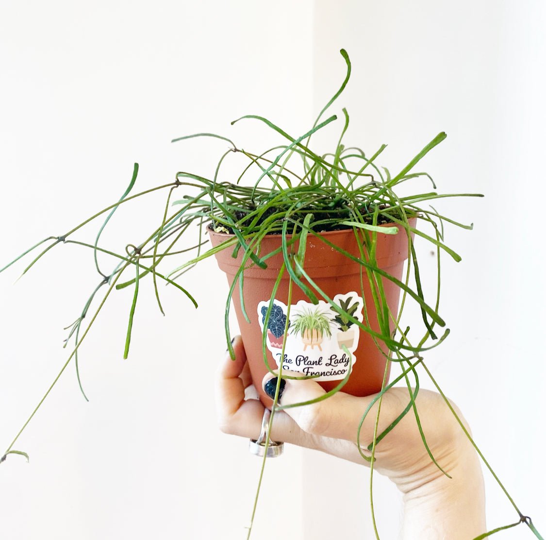 Hoya retusa - The Plant Lady SF