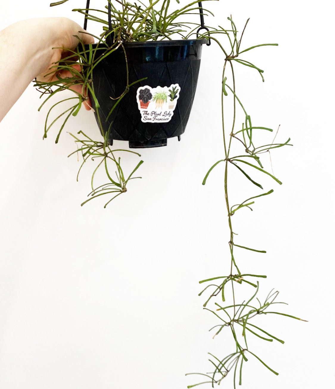 Hoya retusa - The Plant Lady SF