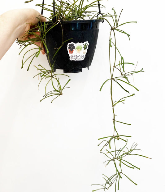 Hoya retusa - The Plant Lady SF