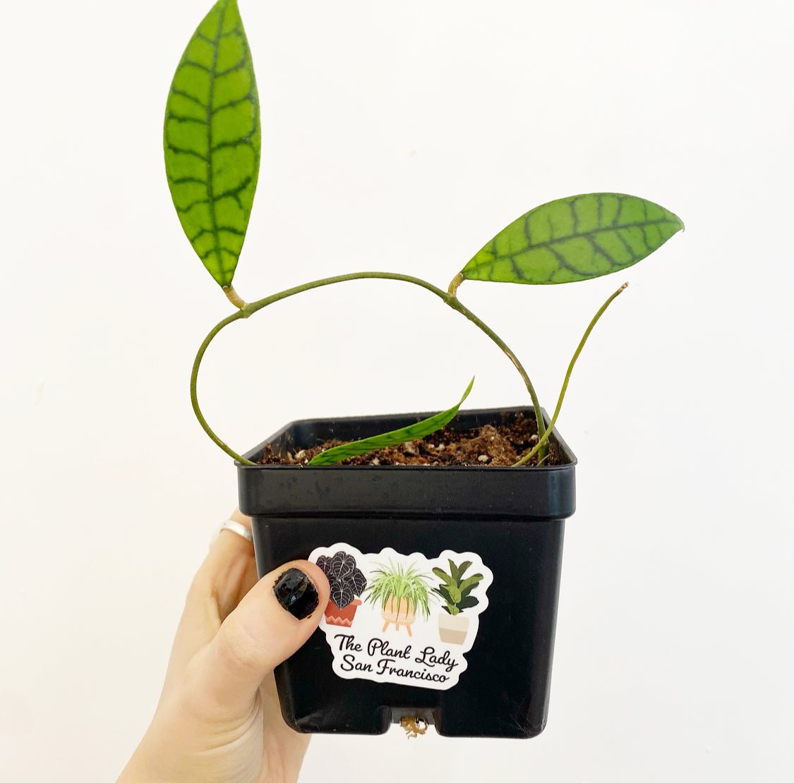 Hoya sp. Gunung Gading - The Plant Lady SF