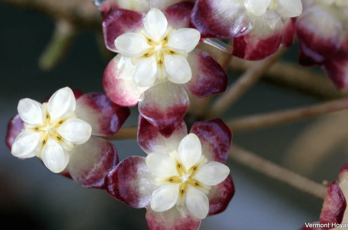 Hoya sp. Gunung Gading - The Plant Lady SF