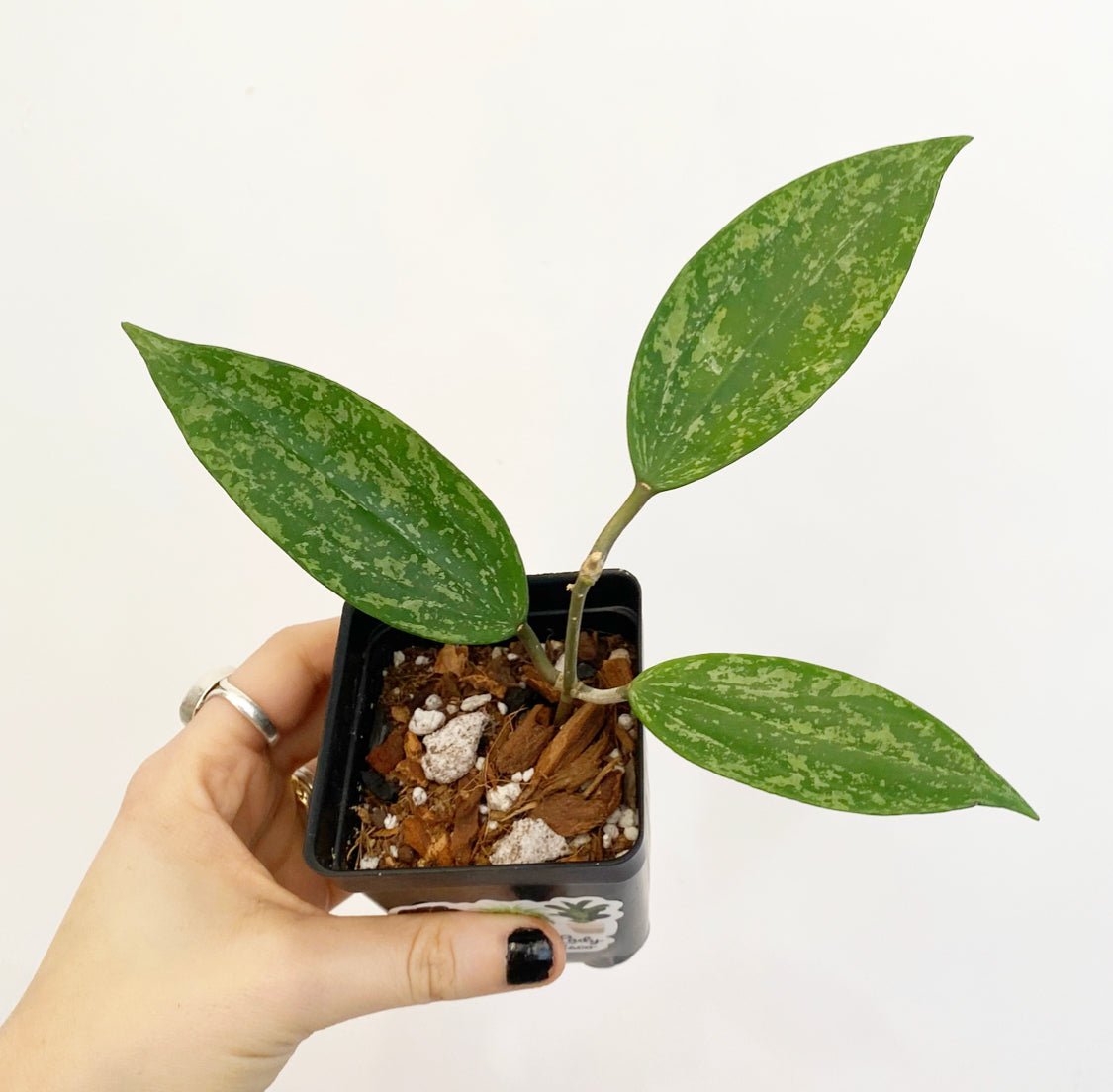 Hoya sp. Rangsan "Splash" - The Plant Lady SF