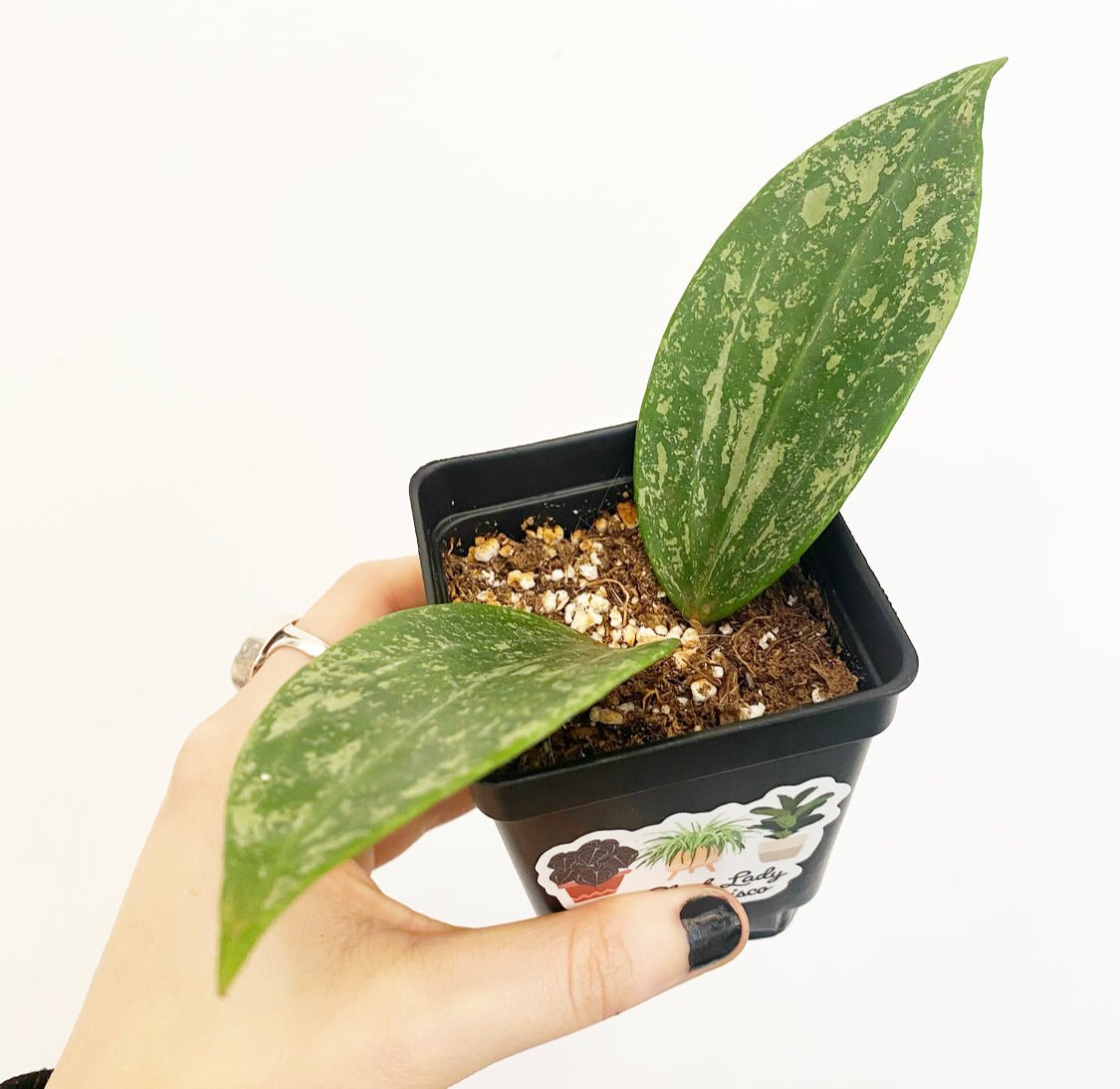 Hoya sp. Rangsan "Splash" - The Plant Lady SF