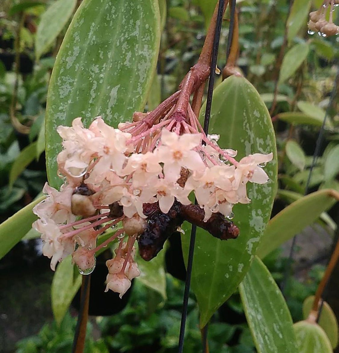Hoya sp. Rangsan "Splash" - The Plant Lady SF