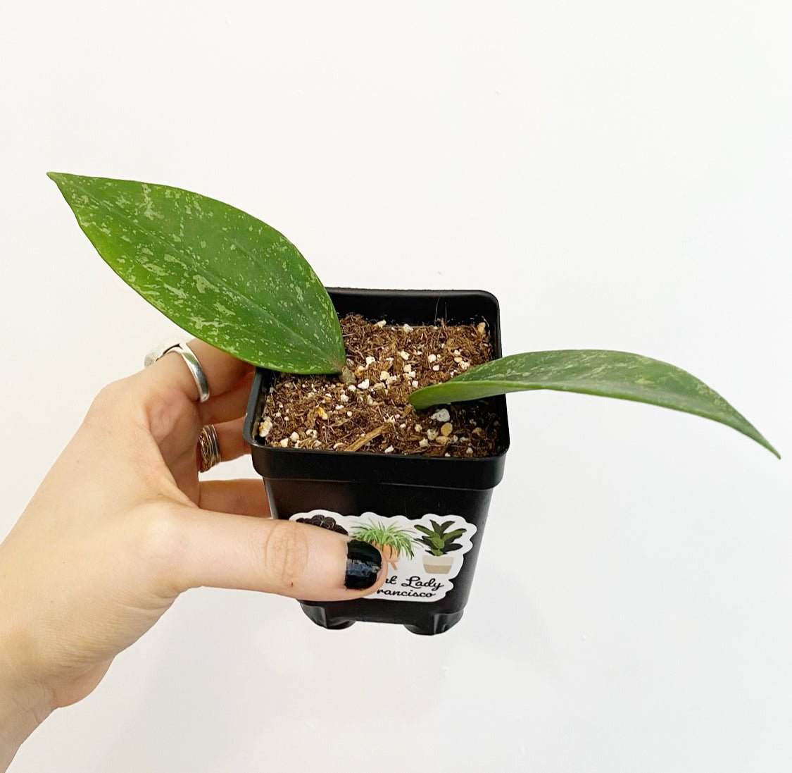 Hoya sp. Rangsan "Splash" - The Plant Lady SF