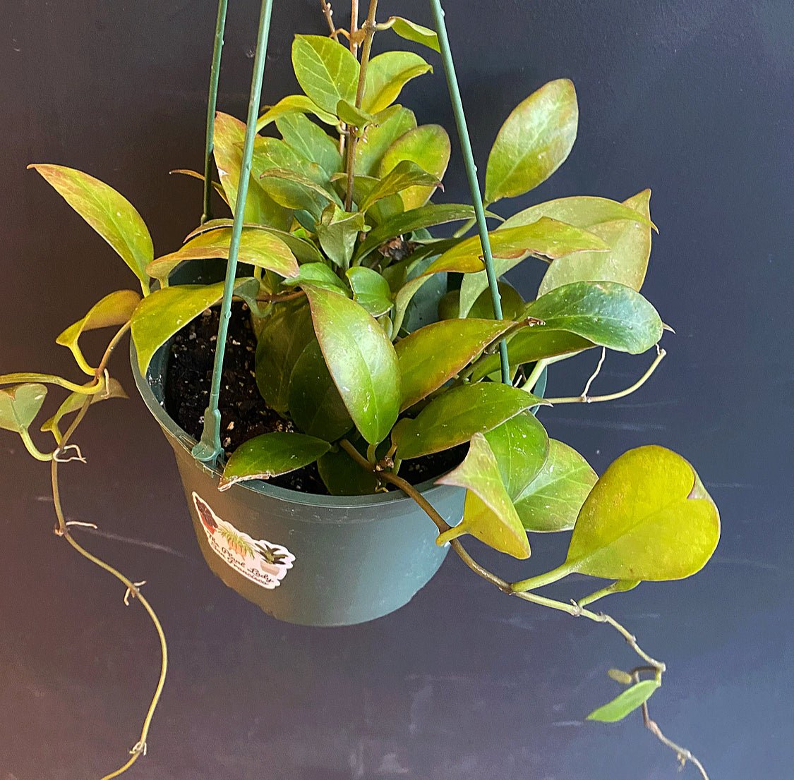Hoya ‘Sunrise’ - The Plant Lady SF