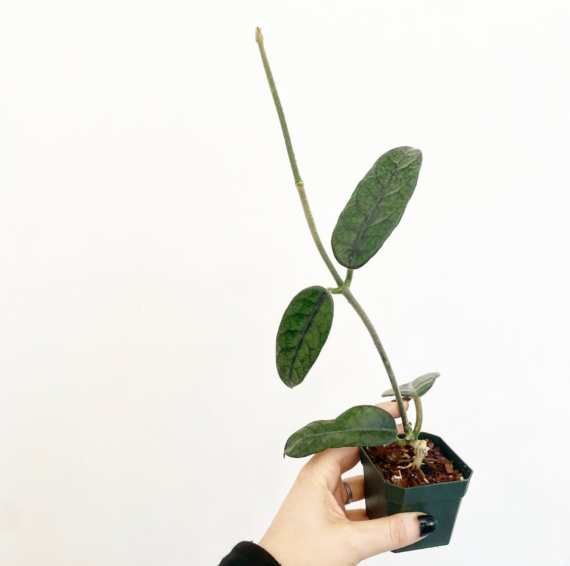 Hoya villosa - The Plant Lady SF