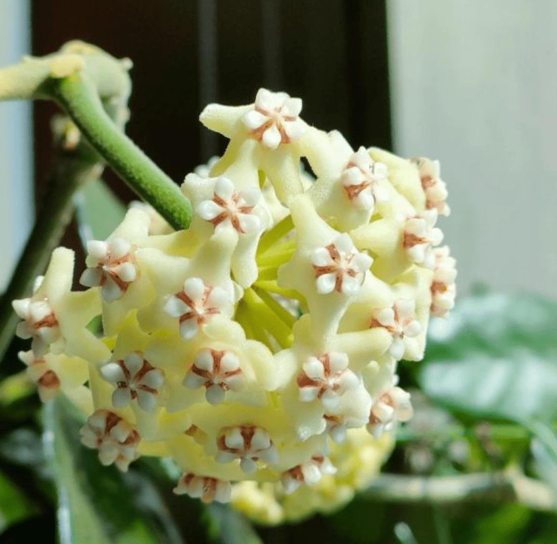Hoya villosa - The Plant Lady SF