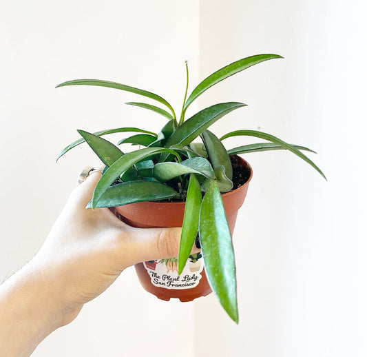 Hoya wayetii - The Plant Lady SF
