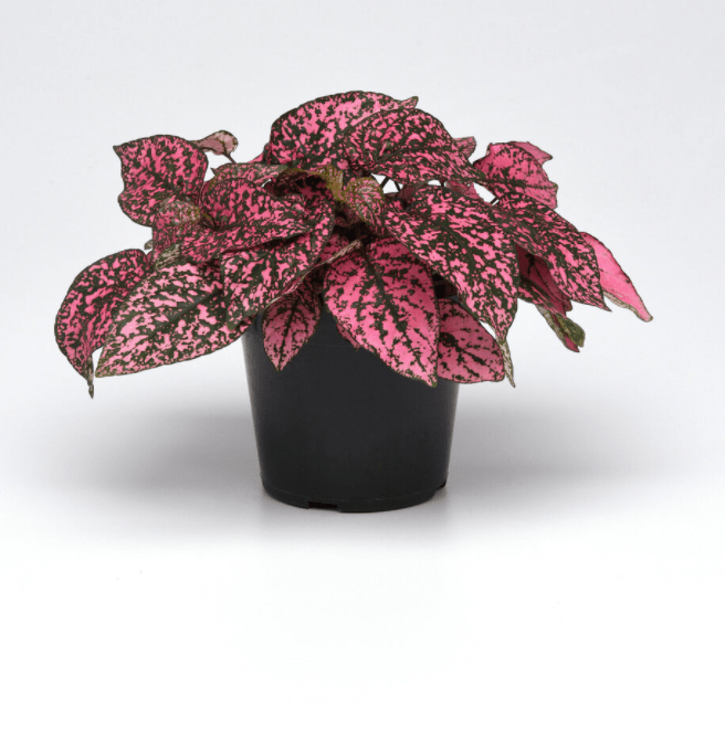 elephant ear plant with polka dots Hypoestes phyllostachya (Polka Dot Plant) – The Plant Lady SF