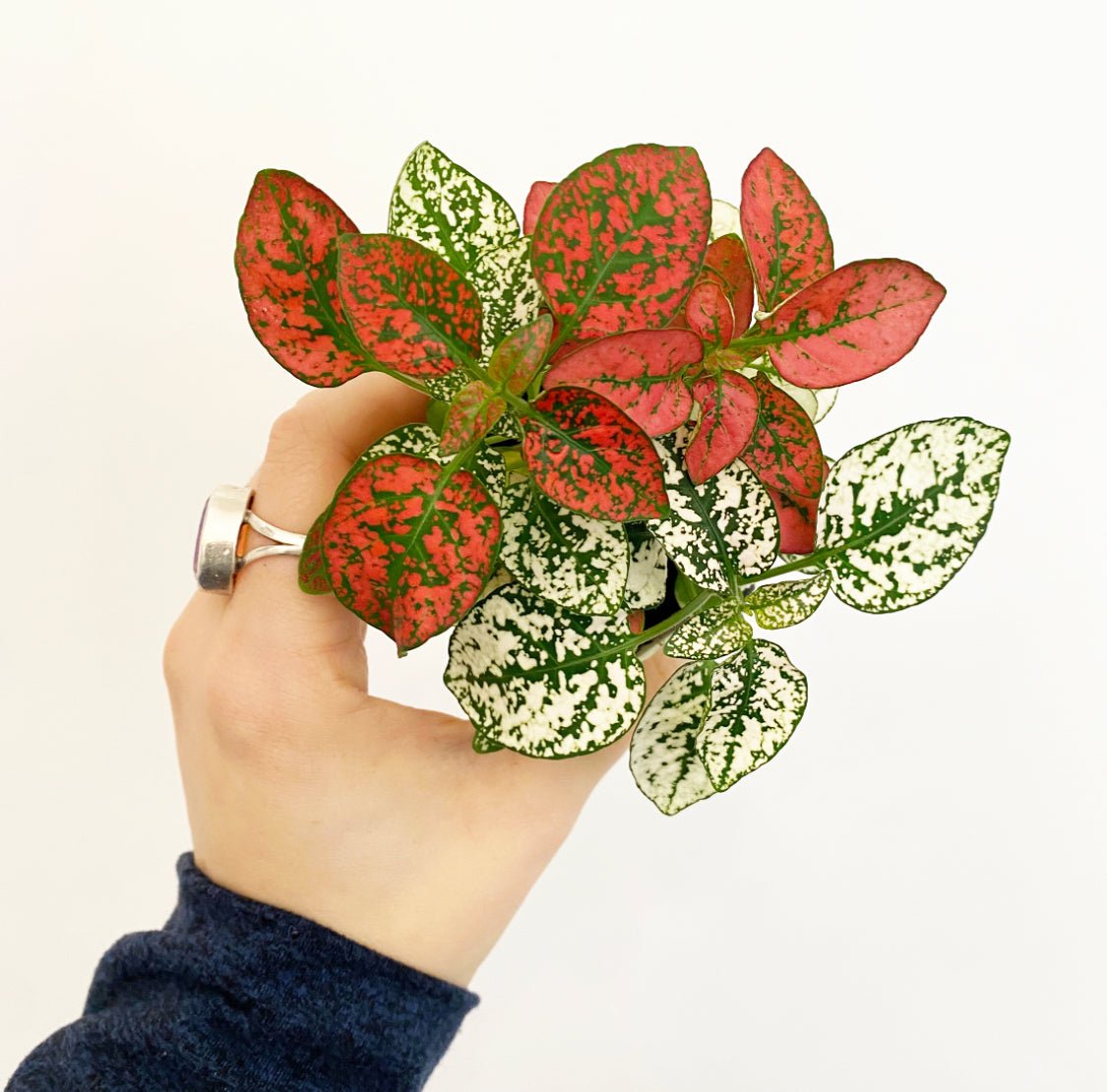 Hypoestes phyllostachya (Polka Dot Plant) - The Plant Lady SF