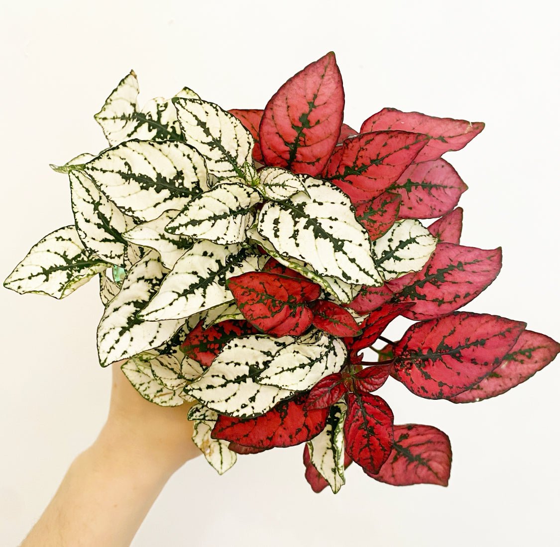 Hypoestes phyllostachya (Polka Dot Plant) - The Plant Lady SF
