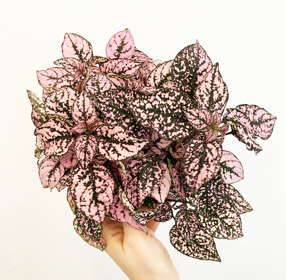 Hypoestes phyllostachya (Polka Dot Plant) - The Plant Lady SF