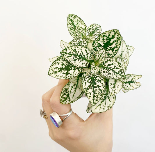 Hypoestes phyllostachya (Polka Dot Plant) - The Plant Lady SF