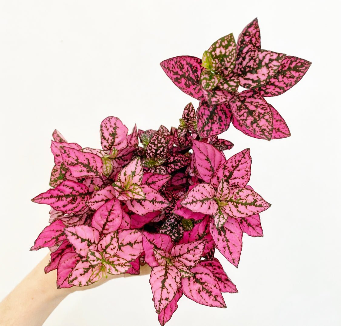 Hypoestes phyllostachya (Polka Dot Plant) - The Plant Lady SF