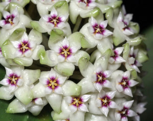 Hoya parasitica ‘Laos Splash’