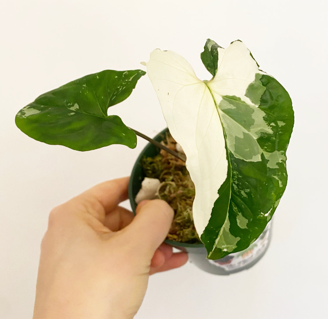 Syngonium 'Albo'