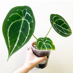 Load image into Gallery viewer, Anthurium forgetii
