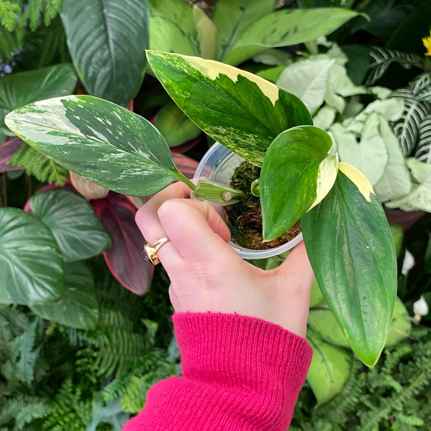 Monstera standleyana 'Albo'