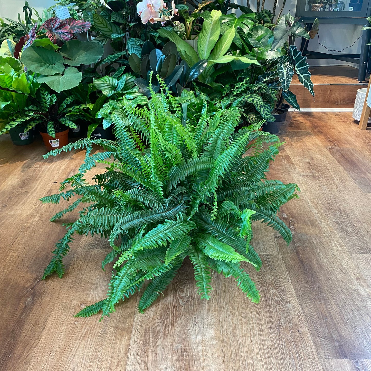 Kimberly Fern
