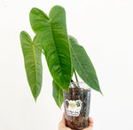 Load image into Gallery viewer, Philodendron sharoniae &#39;San Antonio&#39;

