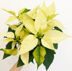 Load image into Gallery viewer, Poinsettia (Euphorbia pulcherrima)
