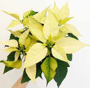 Poinsettia (Euphorbia pulcherrima)
