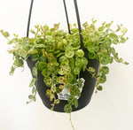 Load image into Gallery viewer, String of Turtles (Peperomia prostrata)
