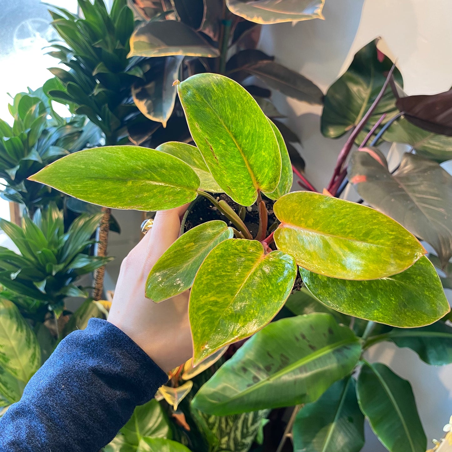 Painted Lady Philodendron