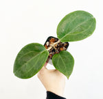 Load image into Gallery viewer, Hoya surigaoensis
