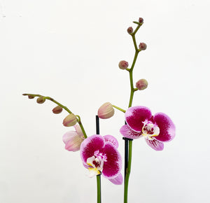 Phalaenopsis Assorted (Moth Orchid)