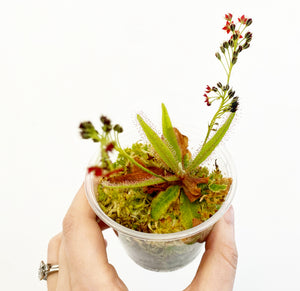 Drosera adelae