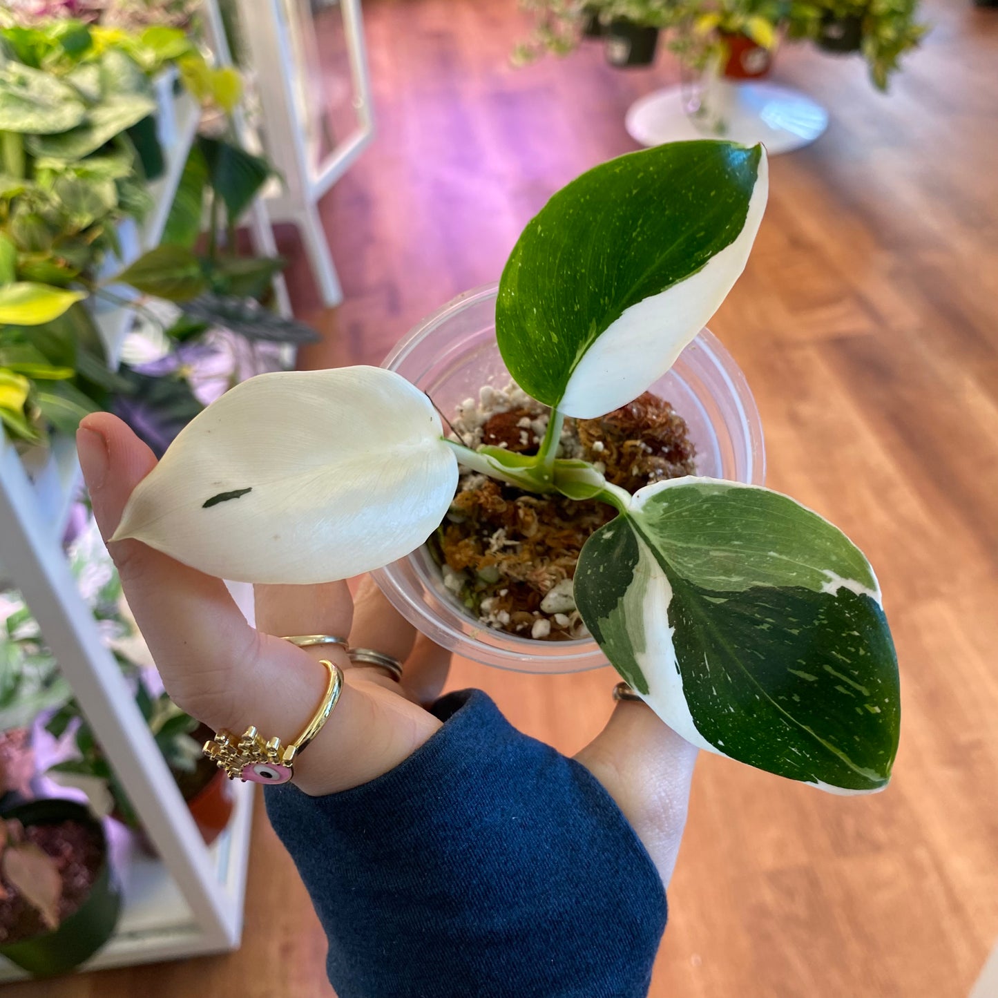 Philodendron 'White Wizard'