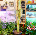Load image into Gallery viewer, Euphorbia ammak
